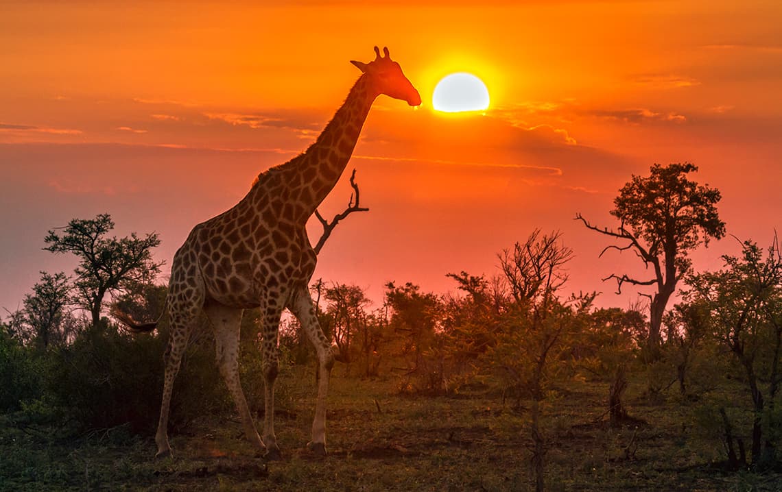 Serengeti, Tanzania “the trip of a lifetime.”